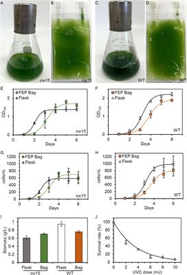 Competitive Growth Assay of Mutagenized Chlamydomonas reinhardtii Compatible With the International Space Station Veggie Plant Growth Chamber